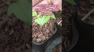 Best Seedlings Time For Winter Flowers seeds seedlings plants shorts [upl. by Millham921]