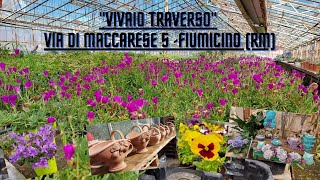 Vivaio Traverso Via di Maccarese 5Fiumicino Rm💐🌻🌹🌷🌼🌾💐 [upl. by Goulden]