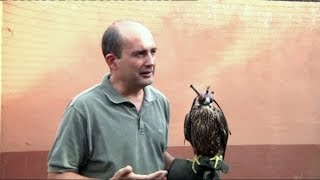 Enseñar adiestrar a aves salvajes para la caza [upl. by Radcliffe]