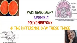 Parthenocarpy Apomixis Polyembryony and difference between these threeReproductionBansalbiology [upl. by Lubbock]