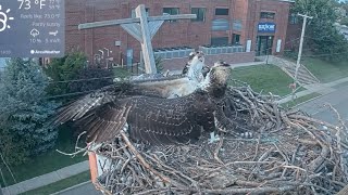 ２番と３番が珍しく喧嘩😰 080323 Osprey Cam Live Patchogue NY [upl. by Eetsim]