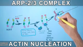 Actin Nucleation by Arp23 Complex [upl. by Abeh]