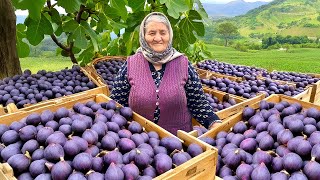 Fresh Fig Harvest for Winter Making Lots of Jam and Cake in the Village [upl. by Yaja]