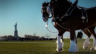 Budweiser Clydesdales make their way around Busch Stadium for 2019 home opener [upl. by Shaner457]