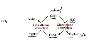 USMLE ACE Video 41 Chronic Granulomatous Disease CGD  NADPH Oxidase Pathway [upl. by Darooge]