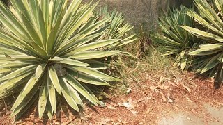 All about the Agave plant in Hindi आवश्यक जानकारी [upl. by Leonelle78]