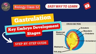 Gastrulation Key Stages and Importance in Embryo Development BioScience Guide [upl. by Nannaihr]