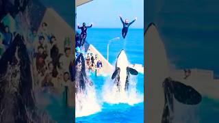 Dolphin Dance ♥️🥰👍 dolphin 鴨川シーワールド 鴨川シーサイド surfing orca 水族館 kamogawaseaworld surf [upl. by Amelina58]