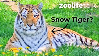 Do Amur tigers Live In Snow  Zoolife Talk [upl. by Yerkovich922]