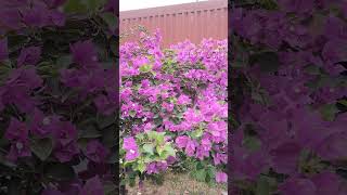 Bougainvillea spectabilis के शानदार पुष्प flowers nature [upl. by Paza176]