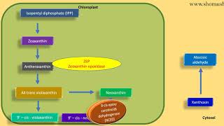 Abscisic acid biosynthesis pathway  plant hormone lecture [upl. by Asilrac428]