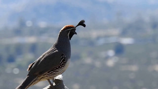 Gambels quail call [upl. by Elfont143]