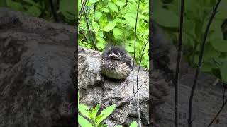 Baby Bird has excellent camouflage  The Great PNW [upl. by Cooperman]