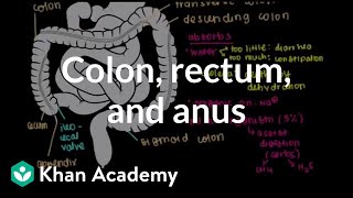 Colon rectum and anus  Gastrointestinal system physiology  NCLEXRN  Khan Academy [upl. by Arobed]