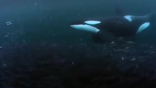 Killer Whale Goes Fishing  BBC Earth [upl. by Maillw483]