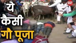 गायों का ऐसा आशीर्वाद आपने नहीं लिया होगा  Gau Mata ki Aarti  Diwali CelebrationGau mata ki katha [upl. by Noguchi819]