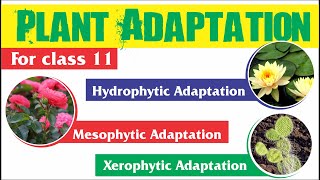 Plant Adaptation  Hydrophytic Mesophytic and Xerophytic Adaptation [upl. by Biegel205]