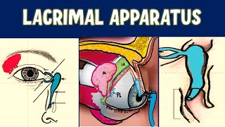 LACRIMAL APPARATUS Anatomy Explained [upl. by Luckett]