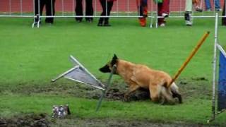 European Open 2010 Liberec SLOW MOTION PREVIEW by wwwDogSportscz [upl. by Cosette]