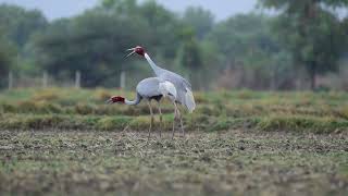 Sarus crane JamnagarGujarat birding guide 8200420297 [upl. by Ecnadnak627]