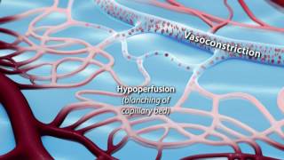 Capillary Blood Flow [upl. by Alamap]