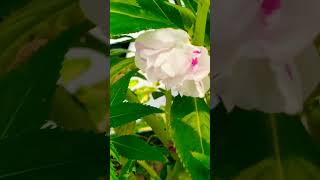 impatiens balsamina flowers [upl. by Amilas668]