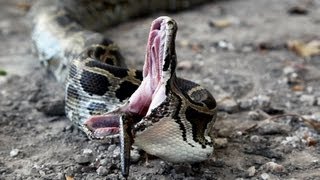 Python vs Python 01  Snake Cannibalism [upl. by Midas]