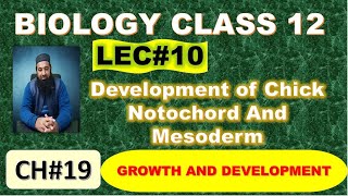 Development of Chick I Notochord And Mesoderm I Chapter 19 I Growth and Development I Lec 10 [upl. by Laiceps]