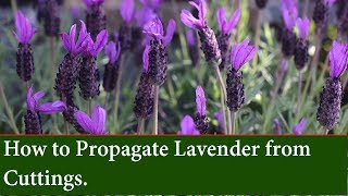 How to Grow Lavender from Cuttings  Easy Propagation Method [upl. by Sternick840]