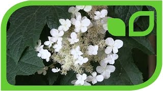 Eichenblättrige Hortensie als SchattenBalkonpflanze Hydrangea quercifolia [upl. by Aisha]