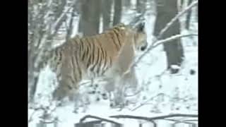 Rare footage of Huge Siberian Tiger hunting Roe Deer [upl. by Enyamert428]