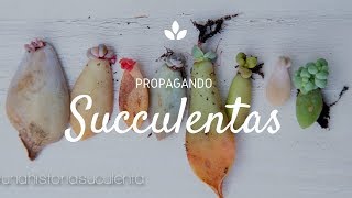 Como Propagar Suculentas por hoja paso a paso  How to propagate succulents step by step CC English [upl. by Gnuhp]