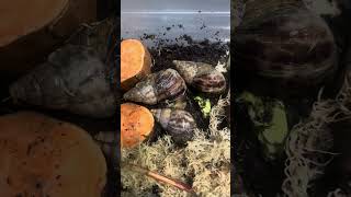 Schnecken Paket schnecke achatschnecke post [upl. by Netsruk]