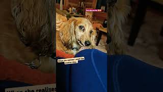 Caught cheating on my dog dogs funny [upl. by Grishilde]