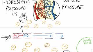 Hydrostatic pressure vs Osmotic pressure in Capillaries [upl. by Ybot]