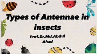 Insects antennae modification of antenna types।। Professor Md Abdul Ahad HSTU Bangladesh [upl. by Neils611]