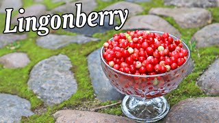 LINGONBERRY  Blueberrys Delicious Cousin  Weird Fruit Explorer [upl. by Clementine695]