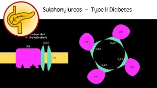 Sulphonylureas  Type II Diabetes [upl. by Harv]