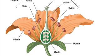 Etapas da polinização e fecundação da flor [upl. by Leiram]