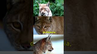 CURIOSIDADES DEL LINCE lince animales felinos curiosidades [upl. by Castera941]