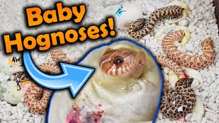 Baby Toffee Hognose Snakes Hatching [upl. by Eiloj]