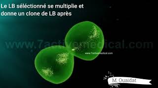 Activation des lymphocytes B [upl. by Leund690]