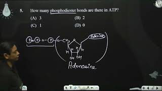 How many phosphodiester bonds are there in ATP [upl. by Seely]