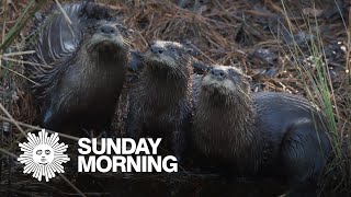 Nature Otters in North Carolina [upl. by Naleek]