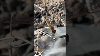 LIBÉLULA AL ACECHO odonata dragonfly libélula [upl. by Addam]