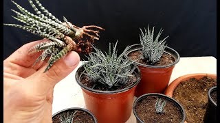 How to propagate Zebra Plant very easy  Haworthia [upl. by Naerol]