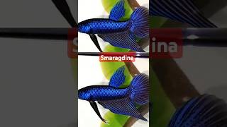 Betta  Smaragdina Breed பண்ணலாமா 🐟🐟🤔🤔 [upl. by Aitret763]