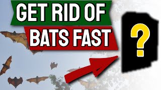 Bats How to Get Rid of them Fast  Top 7 Ways [upl. by Flo]