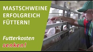 Schweinefütterung Mastschweine erfolgreich füttern  mit GratisTool Futterkosten senken und sparen [upl. by Kory]