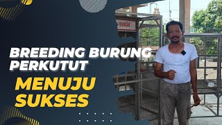 cara breeding burung perkutut menuju sukses [upl. by Rochell]